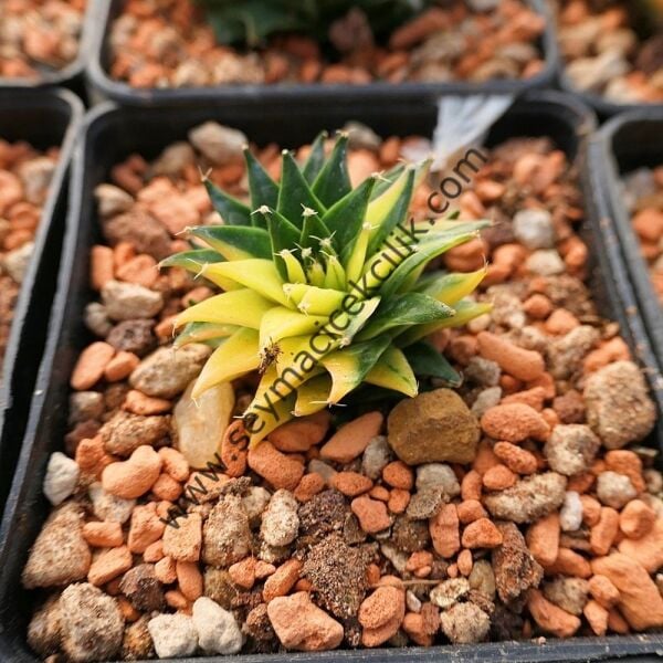 Obregonia Denegrii Variegata