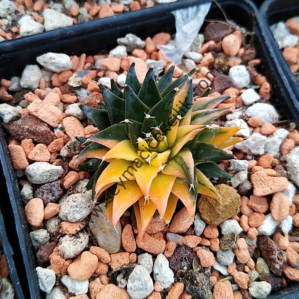 Obregonia Denegrii Variegata