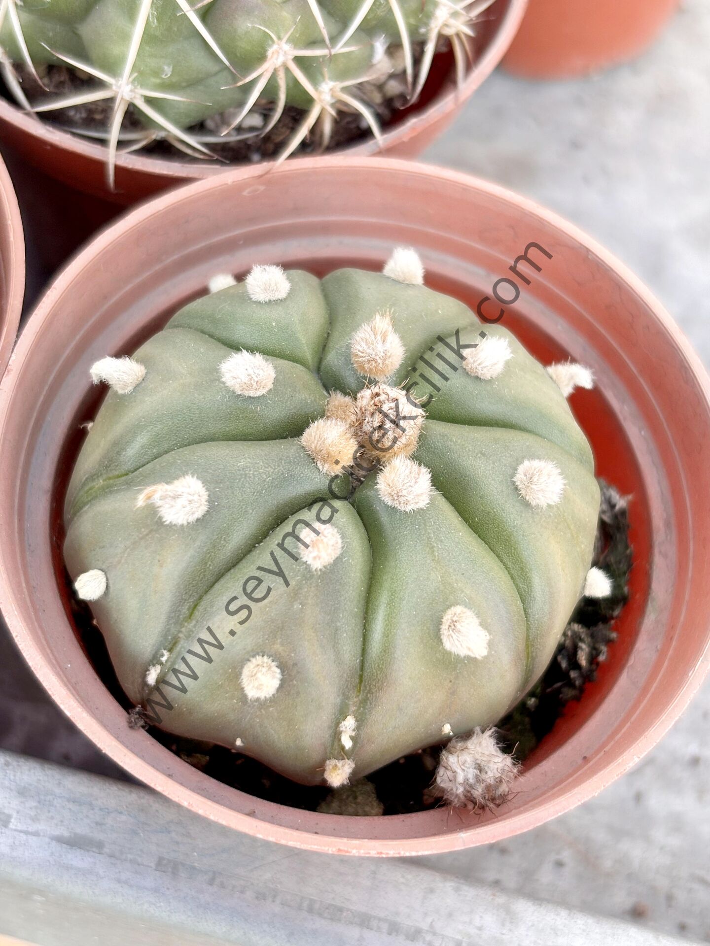 Astrophytum Asterias model1