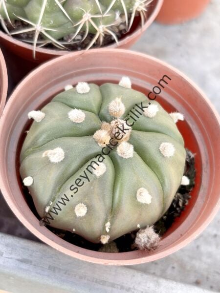 Astrophytum Asterias model1