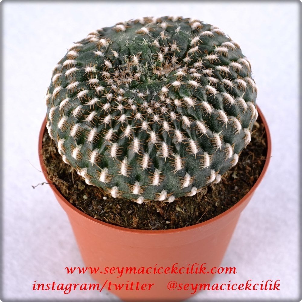 Rebutia Marsoneri