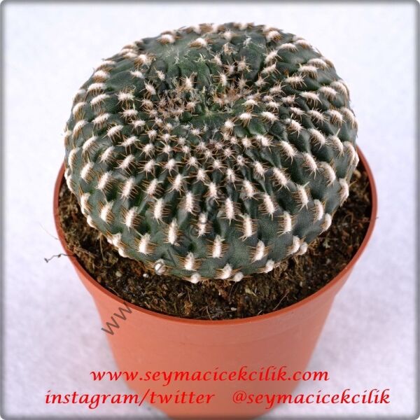 Rebutia Marsoneri