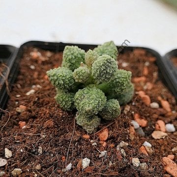 Adromischus Marianae v. Herrei