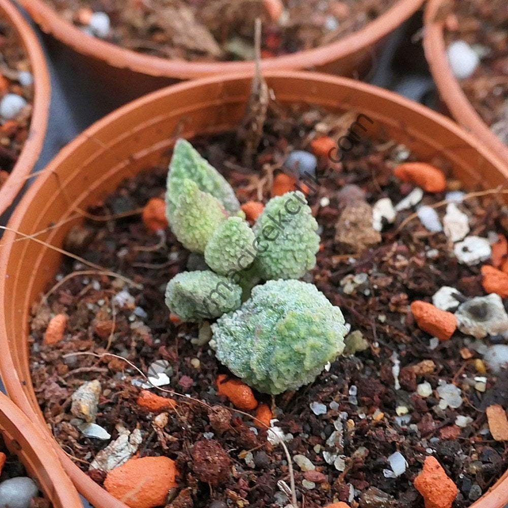 Adromischus Marianae v. Herrei