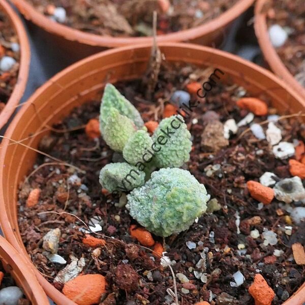 Adromischus Marianae v. Herrei