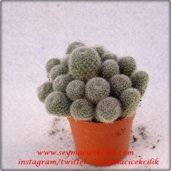 Rebutia