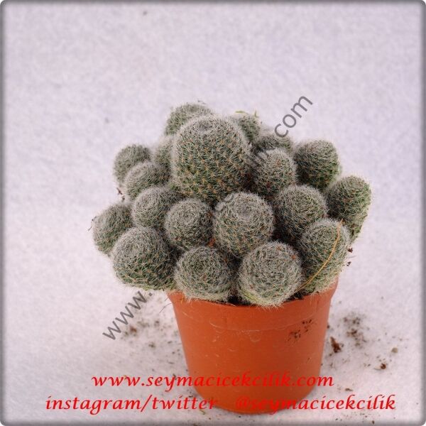 Rebutia