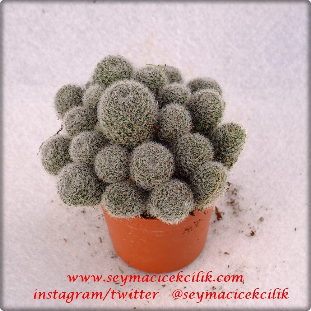Rebutia