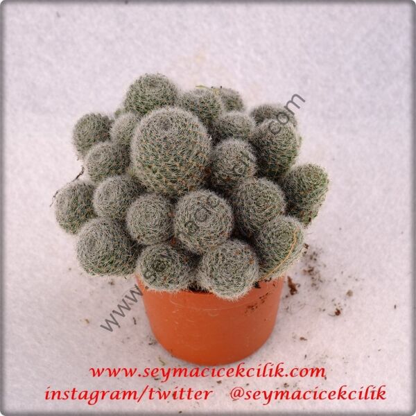 Rebutia