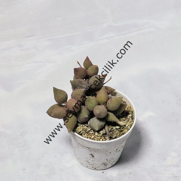 Adromischus Marianae v. Herrei Red
