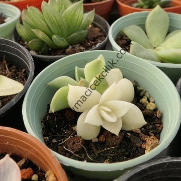 Echeveria Agovaides Variegata