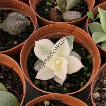 Echeveria Agovaides Variegata