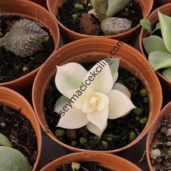 Echeveria Agovaides Variegata