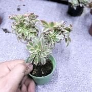 Aeonium Decorum Sunburst Cristat 6.7 cm lik saksıda