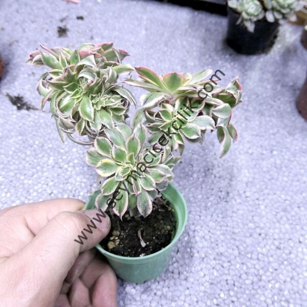 Aeonium Decorum Sunburst Cristat 6.7 cm lik saksıda