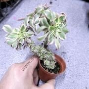 Aeonium Decorum Sunburst Cristat 6.7 cm lik saksıda