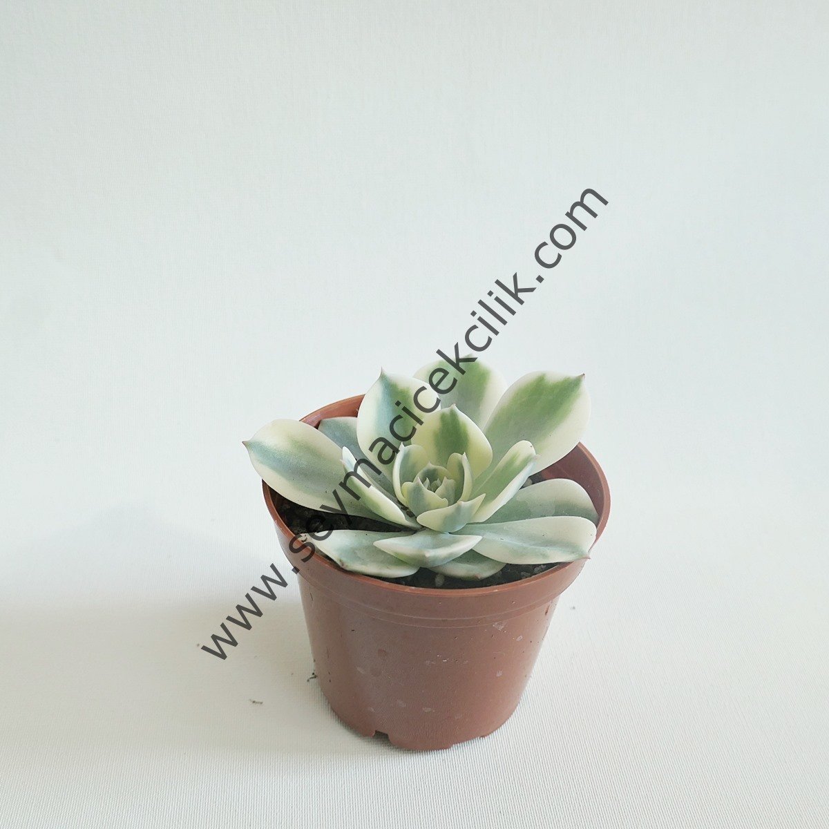 Echeverıa Compton Carousel