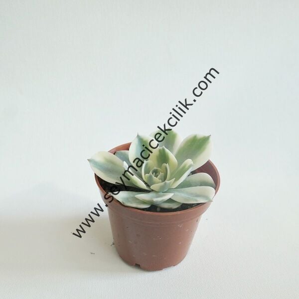 Echeverıa Compton Carousel