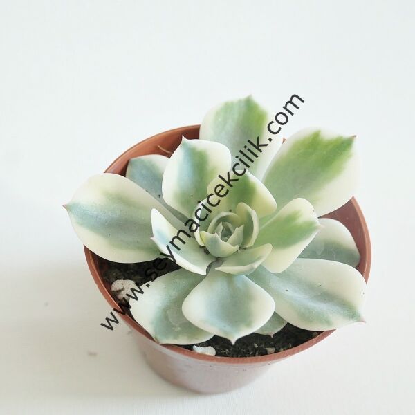 Echeverıa Compton Carousel