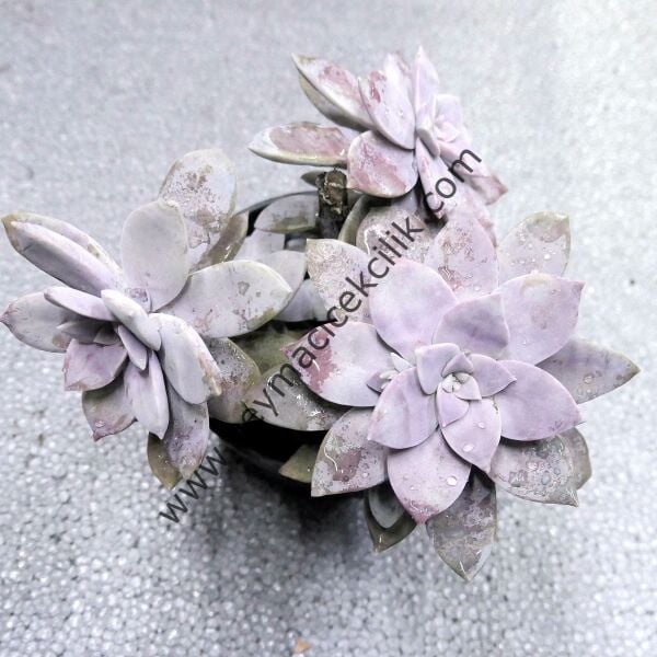 Graptopetalum Superbum