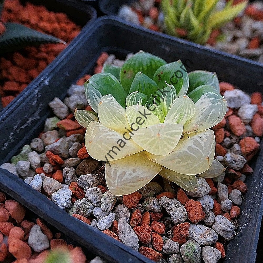 Haworthia Obsuta Variegata