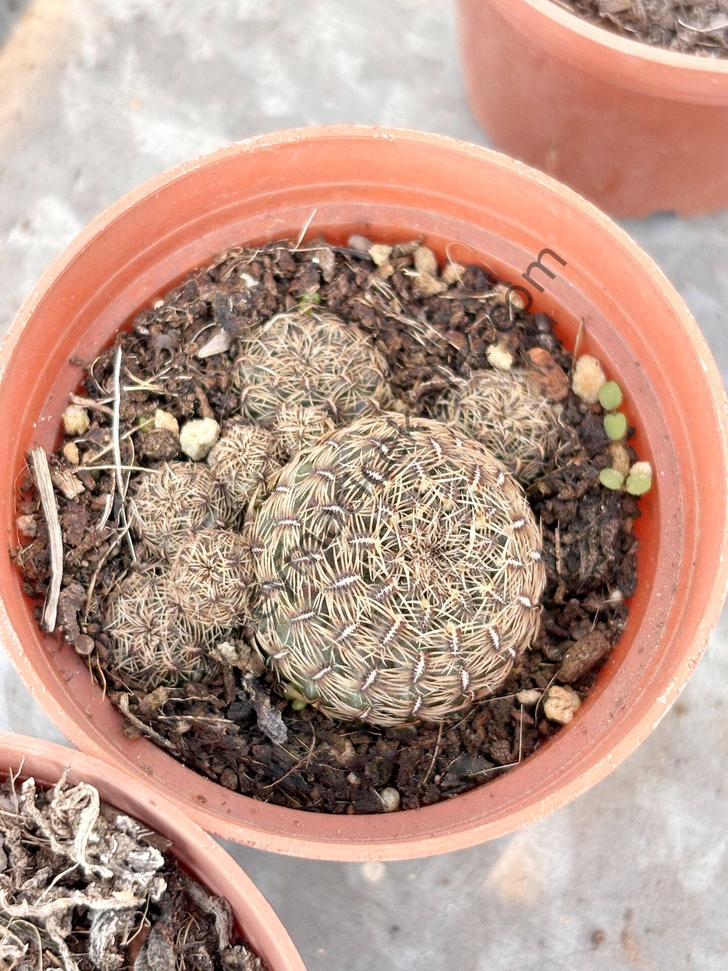 Sulcorebutia model1