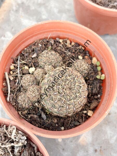 Sulcorebutia model1