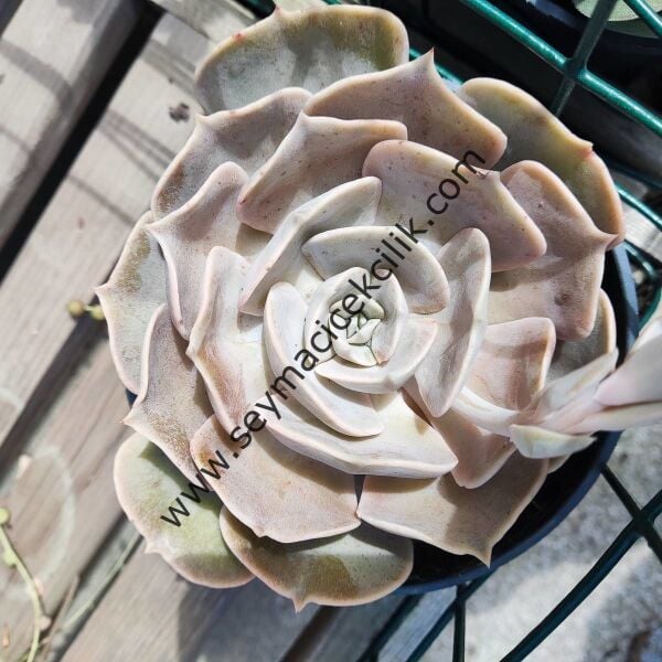 Echeveria Liliciana 12 cm