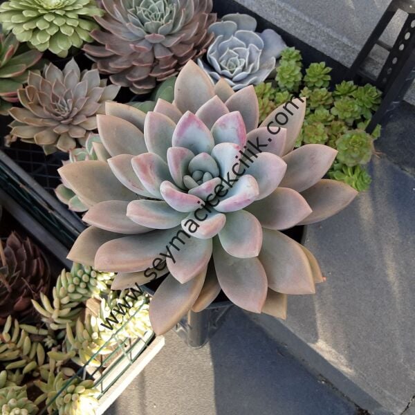 Echeveria Opalina ﻿12 cm çaplı saksida