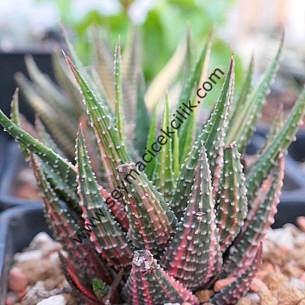 Haworthiopsis Attenuata f. variegata