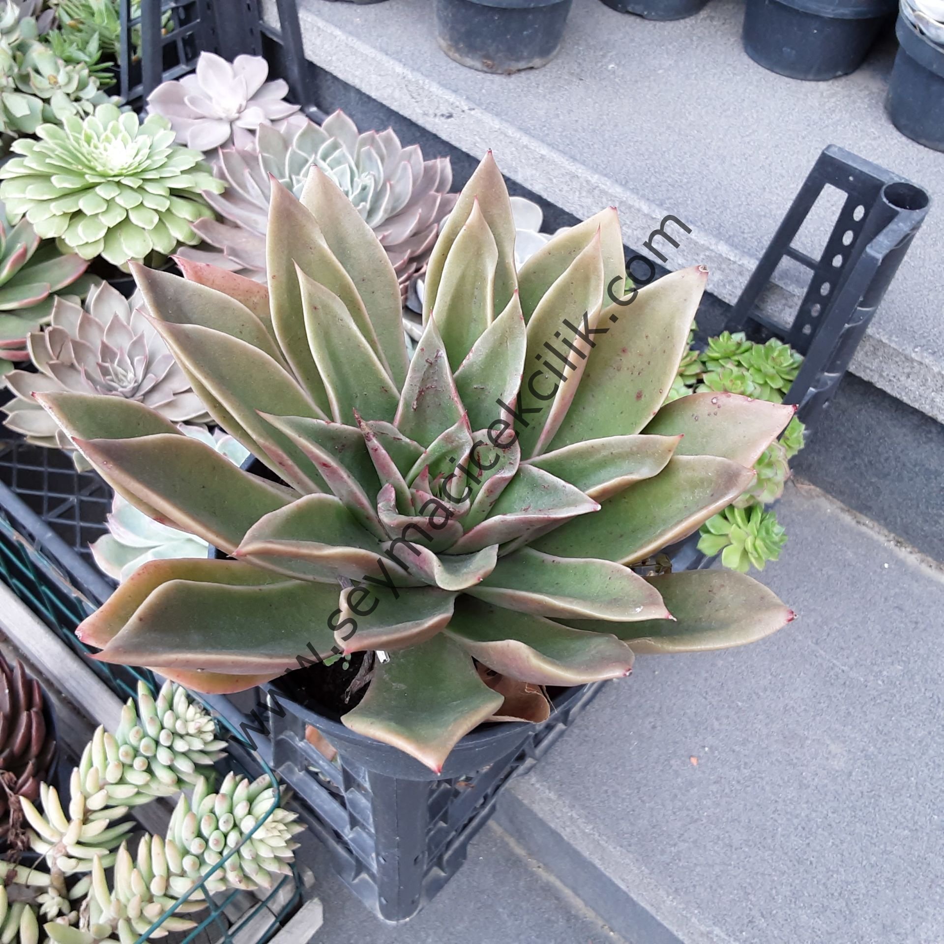 Echeveria Mexicana 12 cm