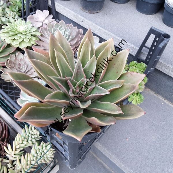 Echeveria Mexicana 12 cm