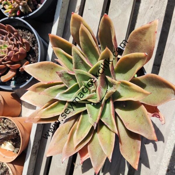 Echeveria Mexicana 12 cm