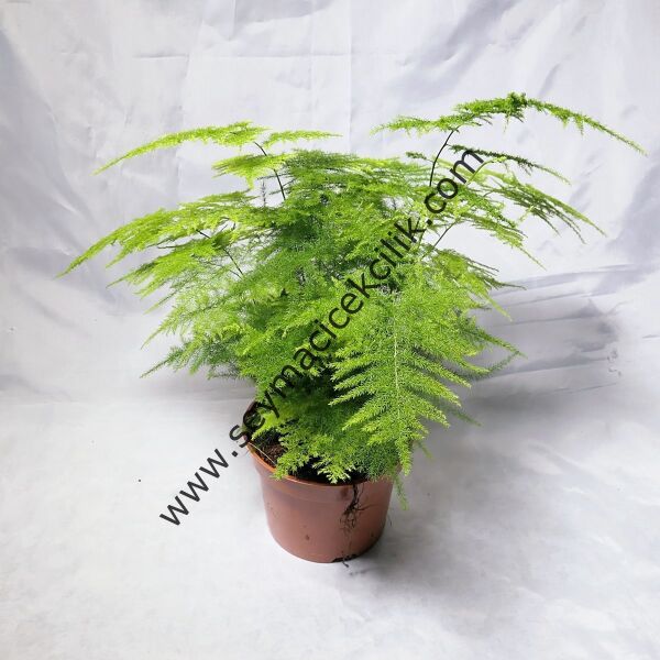 Tül Kuşkonmaz Mini - Asparagus