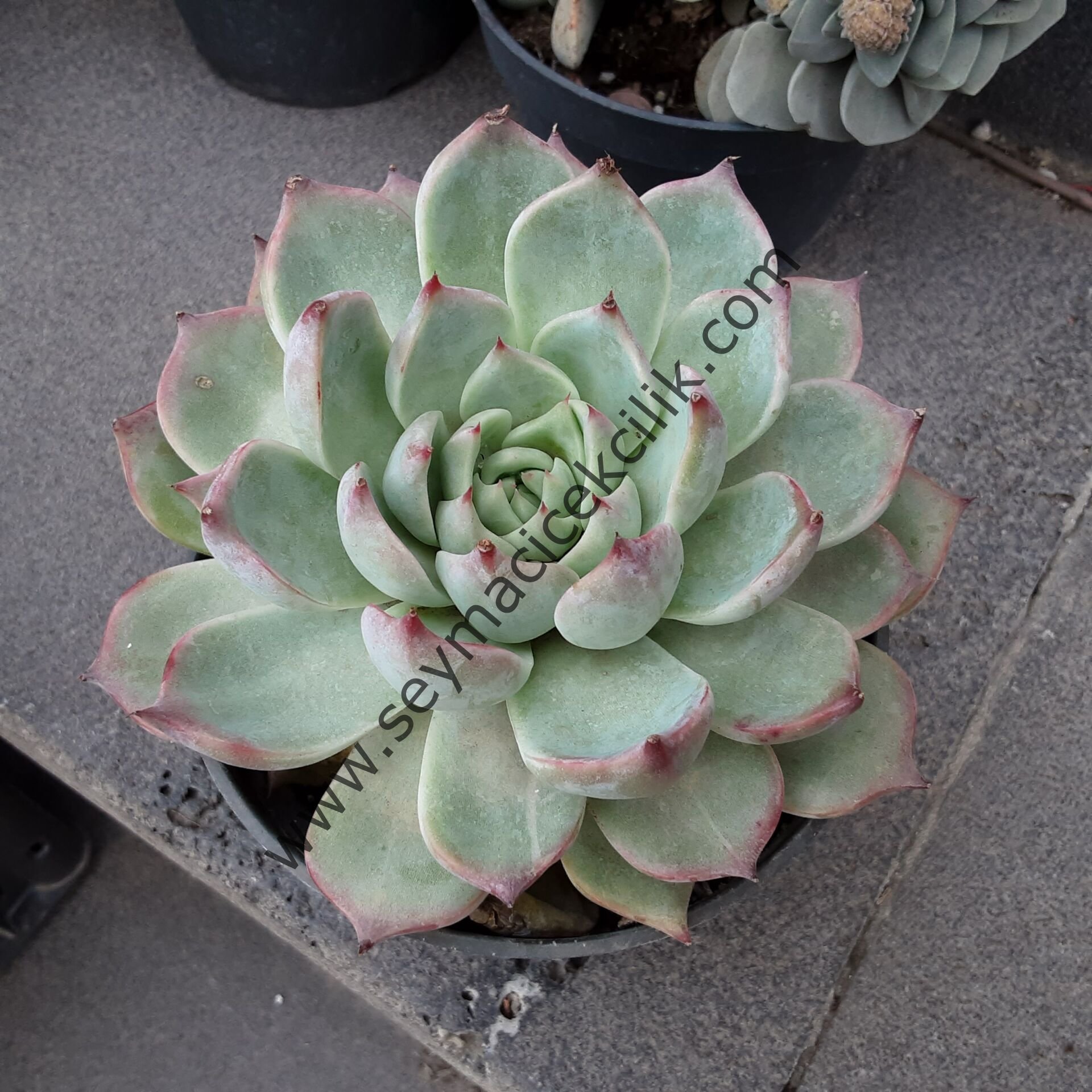 Echeveria Apus