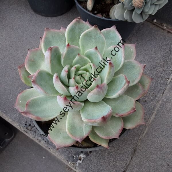 Echeveria Apus