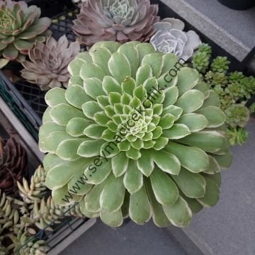 Aeonium Emerald Ice