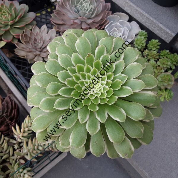 Aeonium Emerald Ice