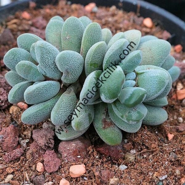 Crassula Tecta 5,5 cm lik saksıda