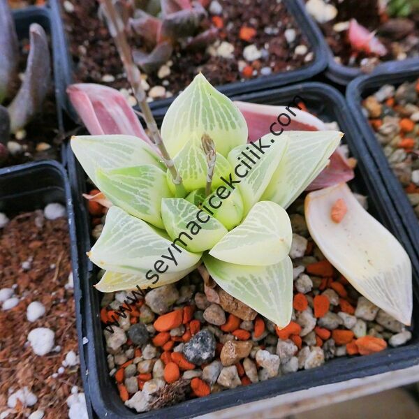 Haworthia Retusa Variegata