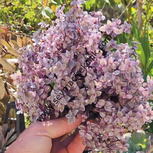 Callisia repens Pink Panther -12 cm