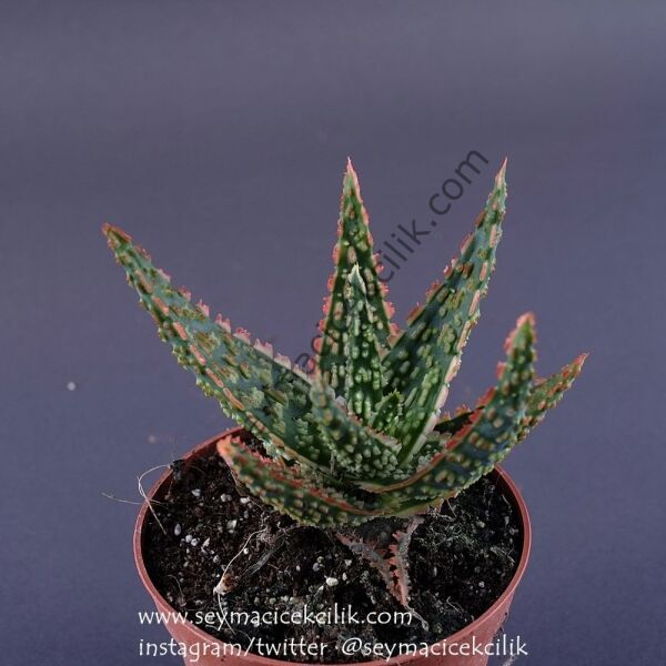 Aloe Vito 6.7 cm saksıda