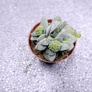 Crassula Morgan's Beauty 6,7 cm lik saksı