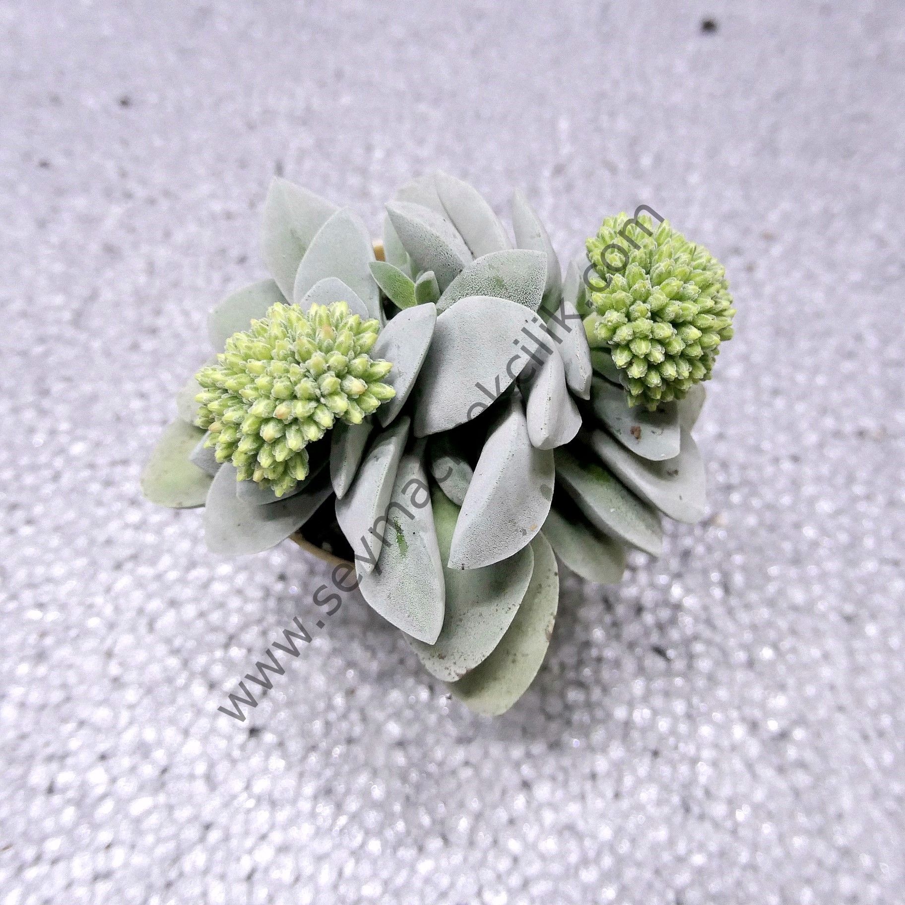 Crassula Morgan's Beauty 6,7 cm lik saksı