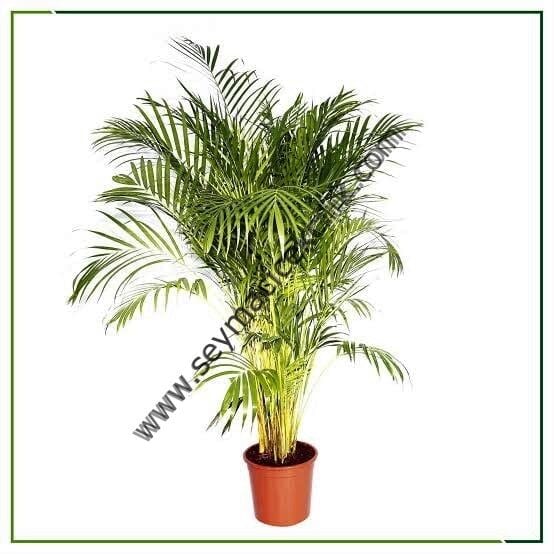 Areca Palmiyesi 150-180 cm -