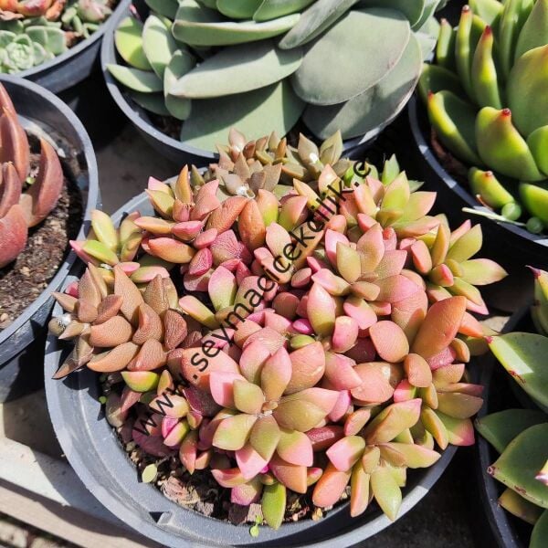 Anacampseros Rufescens Variegata 12 cm