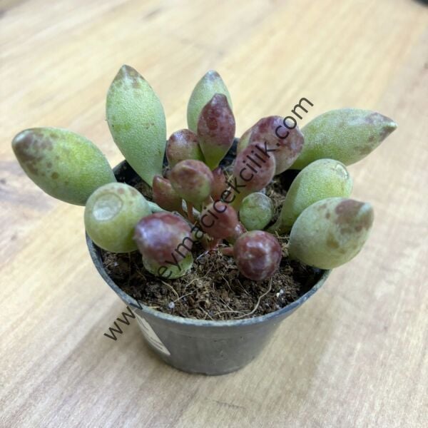 Adromischus Clavifolius 6.7 cm lik saksı