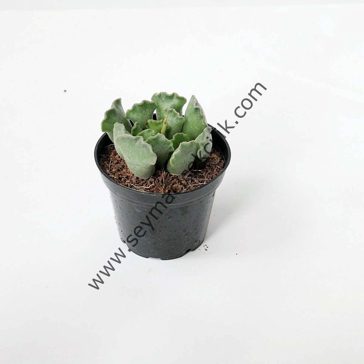 Adromischus Cristatus