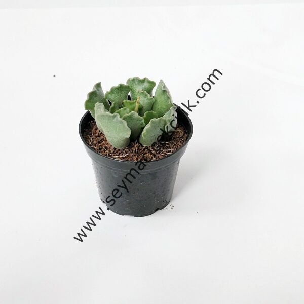 Adromischus Cristatus