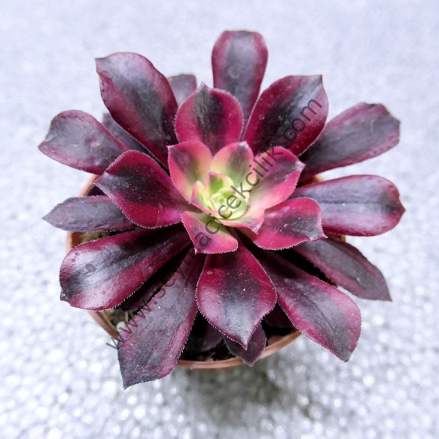 Aeonium Medusa